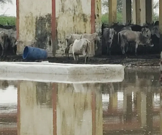 कलान के सथरा धर्मपुर की गोशाला में जलभराव के बीच खड़े पशु। जागरण